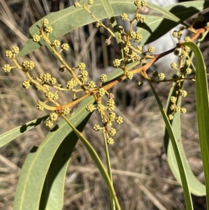 Acacia rubida at Burra, NSW - 24 Jul 2023 02:48 PM