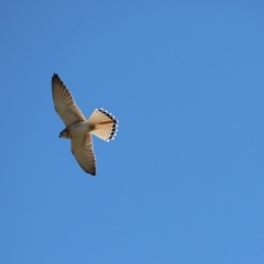 Falco cenchroides (Nankeen Kestrel) at Cook, ACT - 24 Jul 2023 by Tammy