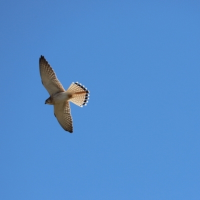 Falco cenchroides (Nankeen Kestrel) at Mount Painter - 24 Jul 2023 by Tammy