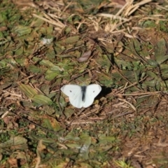 Pieris rapae (Cabbage White) at Mount Painter - 24 Jul 2023 by Tammy