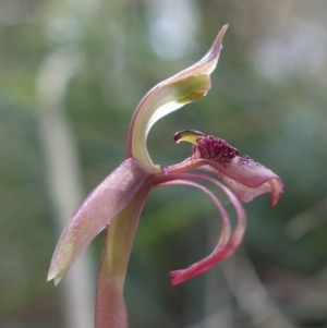 Chiloglottis reflexa at Pomaderris Nature Reserve - 24 Apr 2023