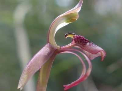 Chiloglottis reflexa (Short-clubbed Wasp Orchid) at Pomaderris Nature Reserve - 24 Apr 2023 by RobG1