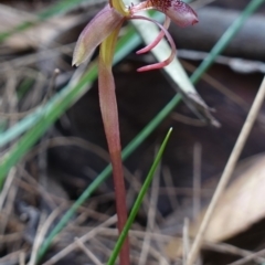 Chiloglottis reflexa at Pomaderris Nature Reserve - suppressed