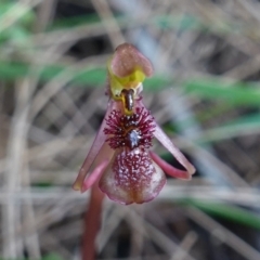 Chiloglottis reflexa at Pomaderris Nature Reserve - suppressed