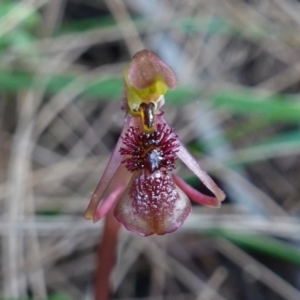 Chiloglottis reflexa at Pomaderris Nature Reserve - 24 Apr 2023