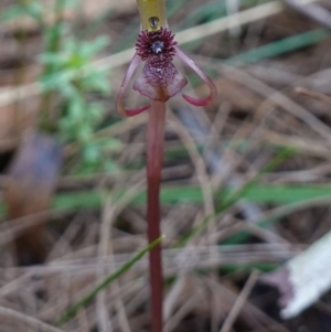 Chiloglottis reflexa at Pomaderris Nature Reserve - 24 Apr 2023