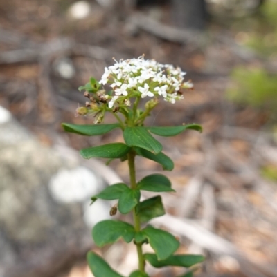 Platysace lanceolata (Shrubby Platysace) at Pomaderris Nature Reserve - 24 Apr 2023 by RobG1