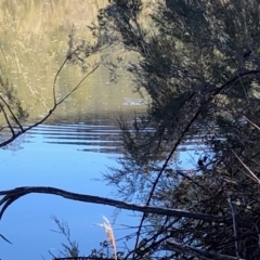 Ornithorhynchus anatinus (Platypus) at Michelago, NSW - 25 Jul 2023 by Nockels