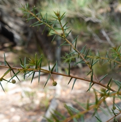 Acacia ulicifolia (Prickly Moses) at Pomaderris Nature Reserve - 24 Apr 2023 by RobG1