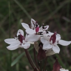 Burchardia umbellata (Milkmaids) at Bowning, NSW - 11 Dec 2022 by MichaelBedingfield