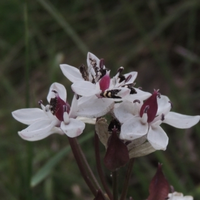 Burchardia umbellata (Milkmaids) at Bowning, NSW - 11 Dec 2022 by MichaelBedingfield