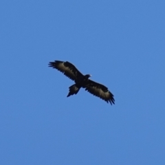 Aquila audax (Wedge-tailed Eagle) at Mount Painter - 25 Apr 2023 by RobG1