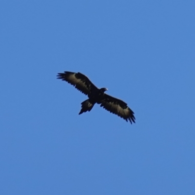 Aquila audax (Wedge-tailed Eagle) at Mount Painter - 25 Apr 2023 by RobG1