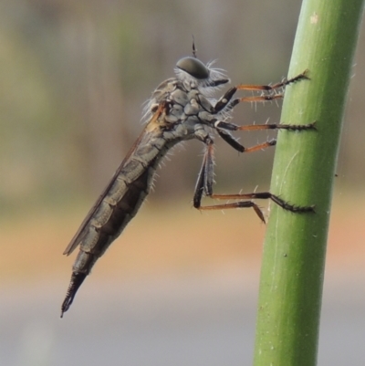 Cerdistus sp. (genus) (Slender Robber Fly) at Bowning, NSW - 11 Dec 2022 by MichaelBedingfield