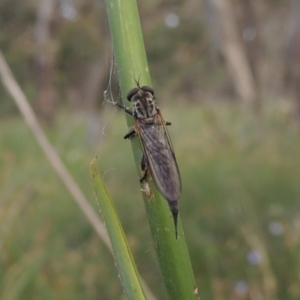 Cerdistus sp. (genus) at Bowning, NSW - 11 Dec 2022