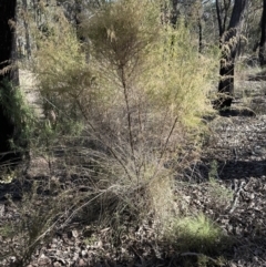 Cassinia sifton (Sifton Bush, Chinese Shrub) at Aranda, ACT - 25 Jul 2023 by lbradley