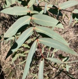 Eucalyptus aggregata at Watson, ACT - 24 Jul 2023