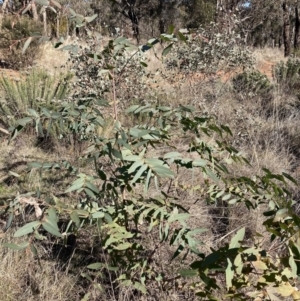 Eucalyptus aggregata at Watson, ACT - 24 Jul 2023