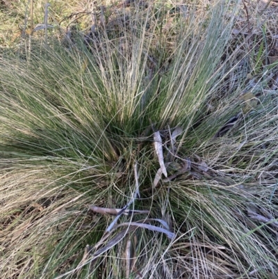 Nassella trichotoma (Serrated Tussock) at Watson, ACT - 24 Jul 2023 by waltraud