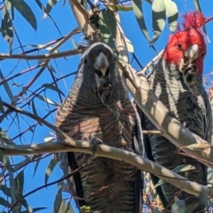 Callocephalon fimbriatum (Gang-gang Cockatoo) at Phillip, ACT - 24 Jul 2023 by stofbrew