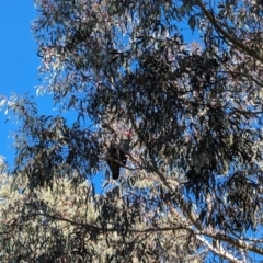 Callocephalon fimbriatum at Phillip, ACT - suppressed