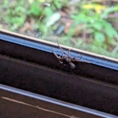 Unverified Spider at Phillip, ACT - 25 Jul 2023 by stofbrew