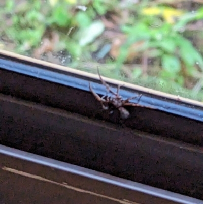 Unverified Spider at Phillip, ACT - 25 Jul 2023 by stofbrew