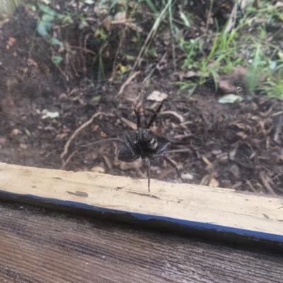 Araneae (order) (Unidentified spider) at Phillip, ACT - 25 Jul 2023 by stofbrew