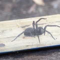 Araneae (order) at Phillip, ACT - 25 Jul 2023 12:49 PM