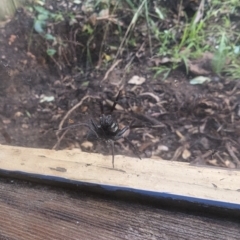 Araneae (order) at Phillip, ACT - 25 Jul 2023 12:49 PM