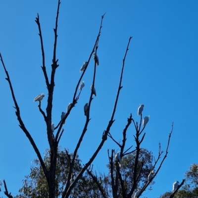 Cacatua galerita (Sulphur-crested Cockatoo) at Tidbinbilla Nature Reserve - 25 Jul 2023 by Mike