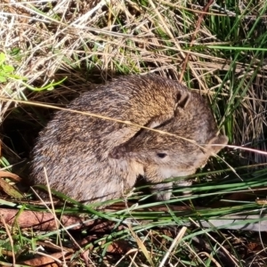 Isoodon obesulus obesulus at Paddys River, ACT - 25 Jul 2023