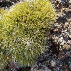 Grimmia pulvinata var. africana (Blunt-beak Grimmia) at Yarralumla, ACT - 25 Jul 2023 by lbradley