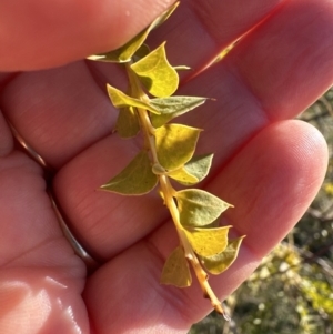 Acacia pravissima at Yarralumla, ACT - 25 Jul 2023