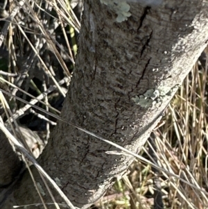 Acacia pravissima at Yarralumla, ACT - 25 Jul 2023