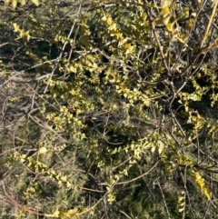 Acacia pravissima at Yarralumla, ACT - 25 Jul 2023