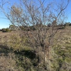 Acacia pravissima at Yarralumla, ACT - 25 Jul 2023 03:15 PM