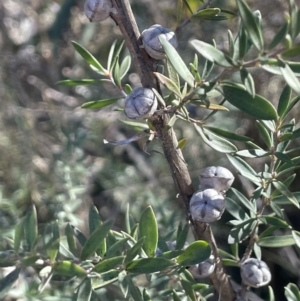 Leptospermum lanigerum at Burra, NSW - 24 Jul 2023 01:59 PM