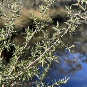 Leptospermum lanigerum at Burra, NSW - 24 Jul 2023 01:59 PM