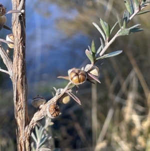 Leptospermum lanigerum at Burra, NSW - 24 Jul 2023 01:59 PM