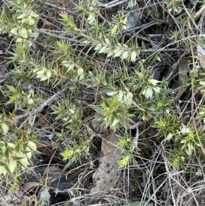 Melichrus urceolatus (Urn Heath) at Tinderry Nature Reserve - 24 Jul 2023 by JaneR