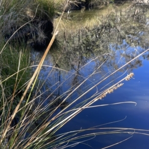 Carex appressa at Burra, NSW - 24 Jul 2023 01:55 PM