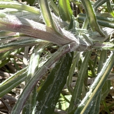 Senecio quadridentatus (Cotton Fireweed) at Yarralumla, ACT - 25 Jul 2023 by lbradley