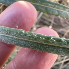 Senecio quadridentatus at Yarralumla, ACT - 25 Jul 2023 03:24 PM