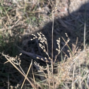 Juncus remotiflorus at Burra, NSW - 24 Jul 2023