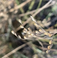 Juncus remotiflorus at Burra, NSW - 24 Jul 2023 01:19 PM