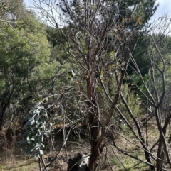 Eucalyptus globulus subsp. bicostata (Southern Blue Gum, Eurabbie) at Paddys River, ACT - 9 Jul 2023 by dwise