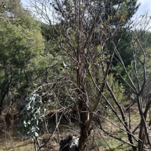 Eucalyptus globulus subsp. bicostata at Paddys River, ACT - 9 Jul 2023 12:32 PM