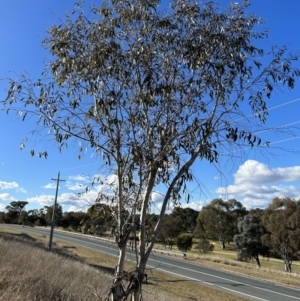 Eucalyptus pauciflora subsp. pauciflora at Tuggeranong, ACT - 21 Jul 2023 10:22 AM