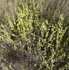 Correa reflexa var. reflexa (Common Correa, Native Fuchsia) at Tuggeranong, ACT - 21 Jul 2023 by dwise